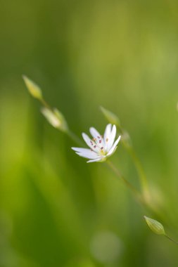 Tarlada bir yaz akşamı. Yaz çiçeğinin yakın görüntüsü.