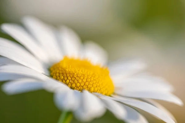 Sommerabend Auf Dem Feld Nahaufnahme Der Sommerblume — Stockfoto