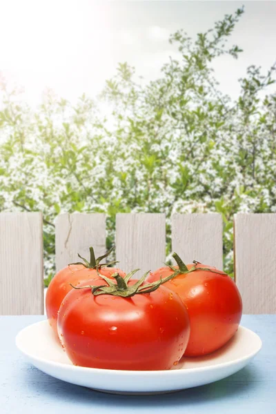 Fresh ripe tomatoes on wooden table and on background of nature. Copy space. Organic vegetables for healthy breakfast or dinner on background of wooden fence.