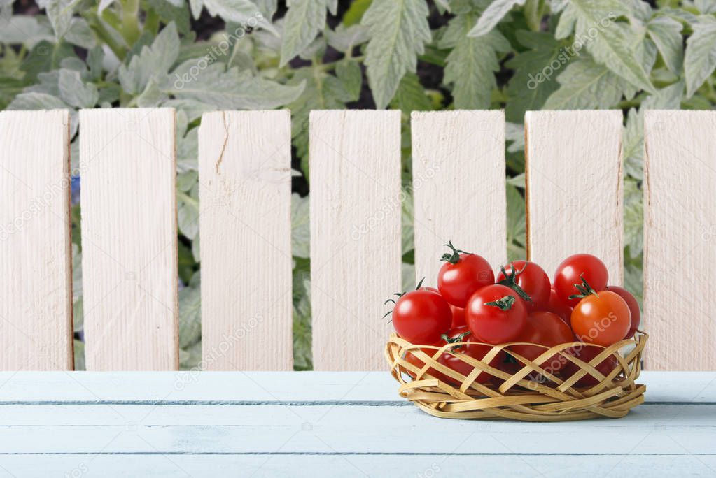 Red ripe cherry tomatoes on wicker basket in garden. Wooden table on background of wooden fence and tomato plant. Side view. Copy space. Rustic lifestyle concept.