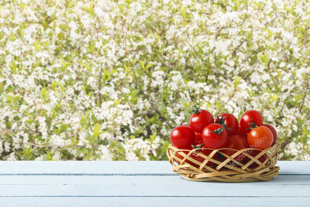 Red ripe cherry tomatoes on wicker basket in garden. Wooden table on background of trees with flowers. Side view. Copy space.