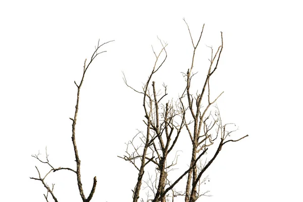 Arbre Mort Branches Nues Sur Fond Blanc — Photo