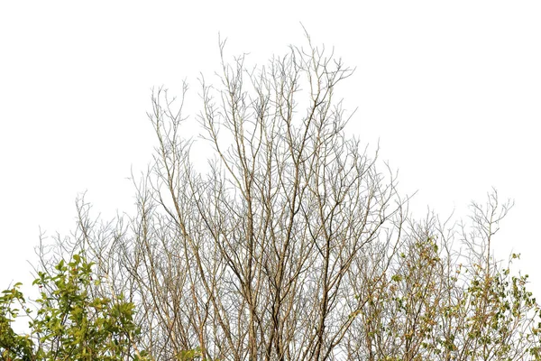 多くは背景から分離した木の枝を乾燥します — ストック写真