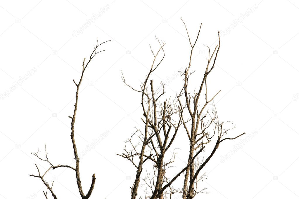 Dead tree bare branches on white background.