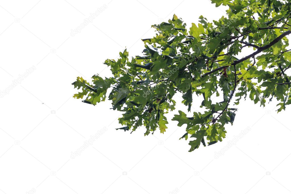 Oak branches with green leaves on white background.
