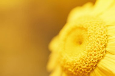 Güzel doğal sarı çiçek kopya alanı ile arka plan bulanık. Polen, makro ile güzel papatya.