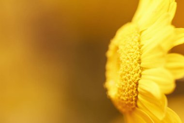 Güzel doğal papatya ile arka plan bulanık. Kopya alanı.