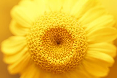 Makroda güzel doğal sarı papatya. Üstten görünüm.