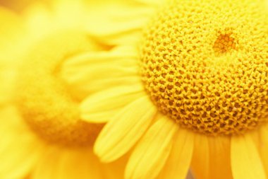 Taze güzel papatya portre üzerinde arka plan bulanık. Üstten görünüm. Kopya alanı.