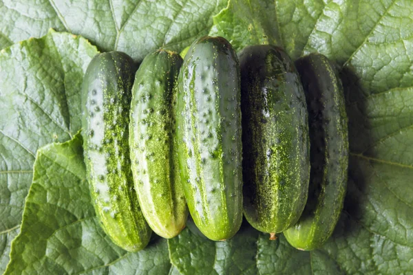 Φρέσκο Αγγούρι Ολόκληρο Στα Πράσινα Φύλλα Έννοια Της Υγιεινής Διατροφής — Φωτογραφία Αρχείου
