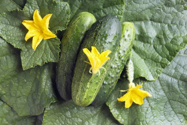 Verse Hele Komkommers Gele Bloemen Donkergroene Bladeren Rustieke Lifestyle Concept — Stockfoto