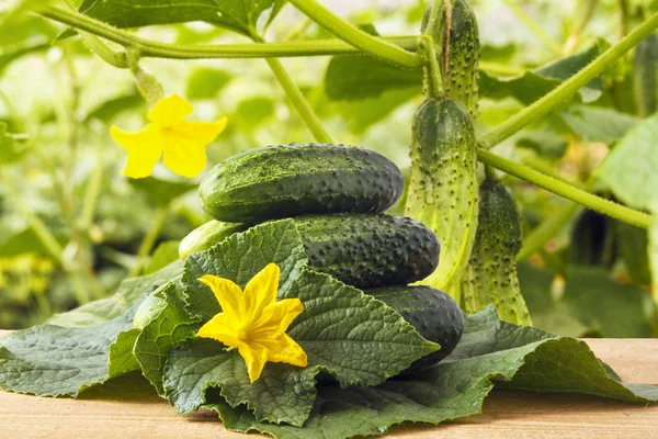 Gheerkin Organik Segar Atas Meja Kayu Kebun Dengan Latar Belakang Stok Lukisan  