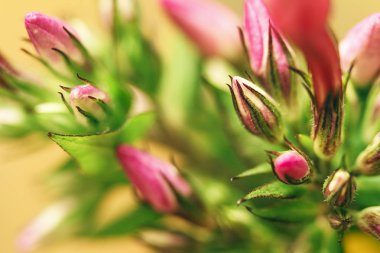 Arka plan bulanık renkli hassas phloxes. Güzel doğal arka plan kopya alanı ile çiçekli.