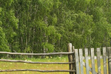 Huş ağacı orman arka plan üzerinde küçük kapı ile eski ahşap çit. Yeşil otlar ve ağaçlar güneşli yaz.