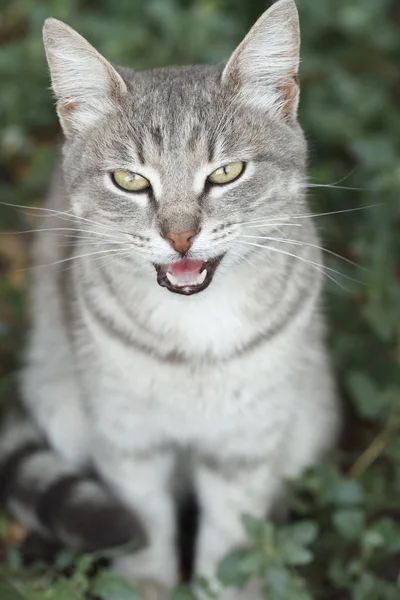 Kucing Abu Abu Duduk Luar Ruangan Lihat Kamera Dan Meows Stok Gambar