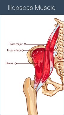  vector illustration of a iliopsoas muscle clipart
