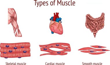  vector illustration of a Types of Muscle   clipart