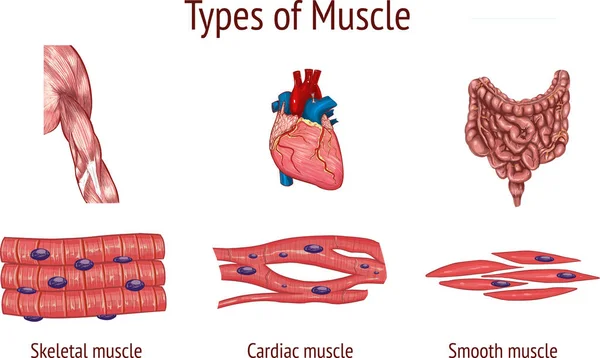 Vektorillustration Typer Muskel — Stock vektor