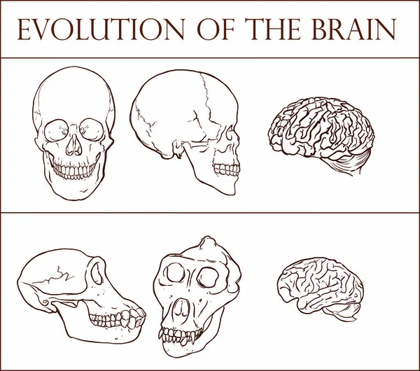 Evolución Ilustración Del Vector Cerebral — Vector de stock