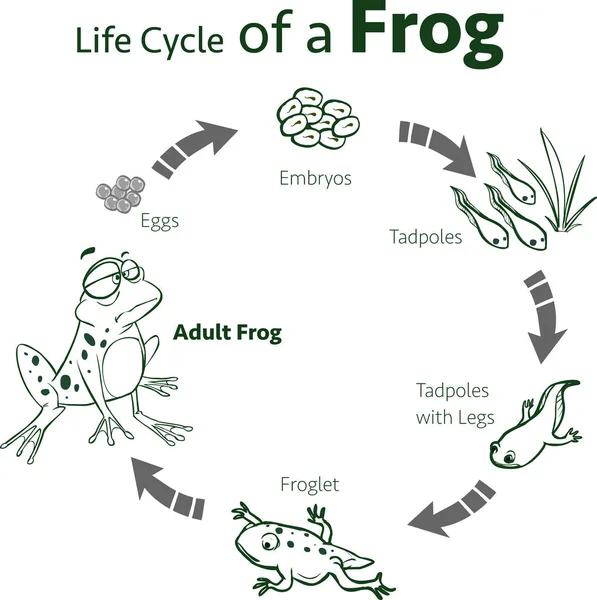 Bir kurbağa yaşam döngüsünün vektör çizim — Stok Vektör