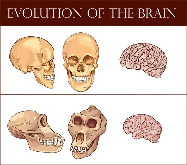 Evolución Ilustración Del Vector Cerebral — Vector de stock