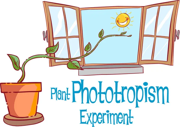 Illustrazione vettoriale dell'esperimento di fototrosmo — Vettoriale Stock