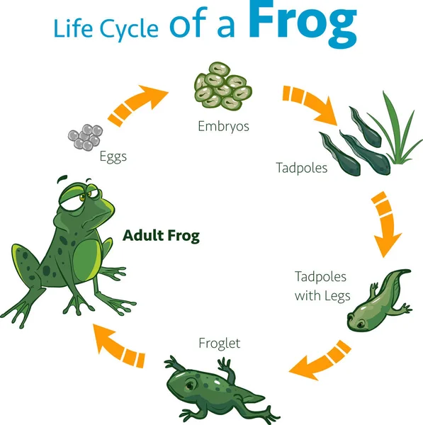 Illustration vectorielle d'un cycle de vie d'une grenouille — Image vectorielle