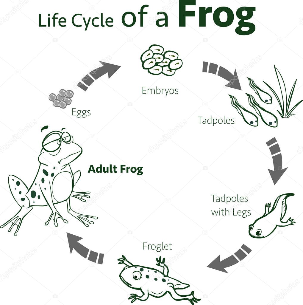  vector illustration of a life cycle of a frog