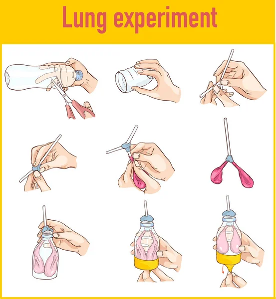 Vector illustration of a Lung breathing model — Stock Vector