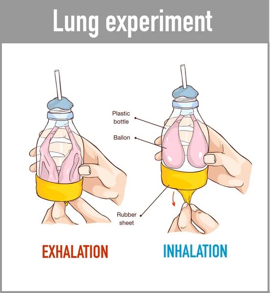 Vector illustration of a Lung breathing model — Stock Vector