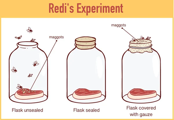 Francesco Redi 1668 experimento —  Vetores de Stock