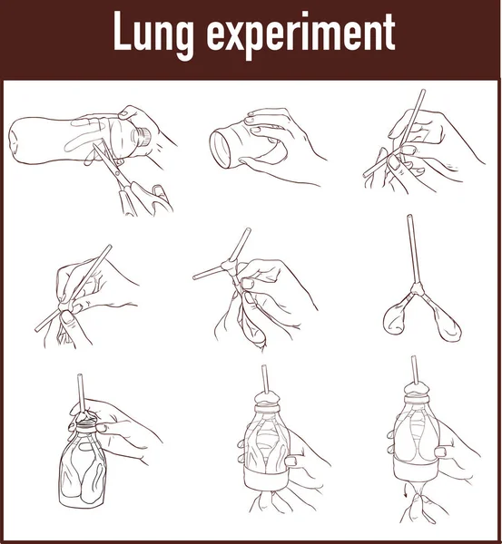 Vector illustration of a Lung breathing model — Stock Vector