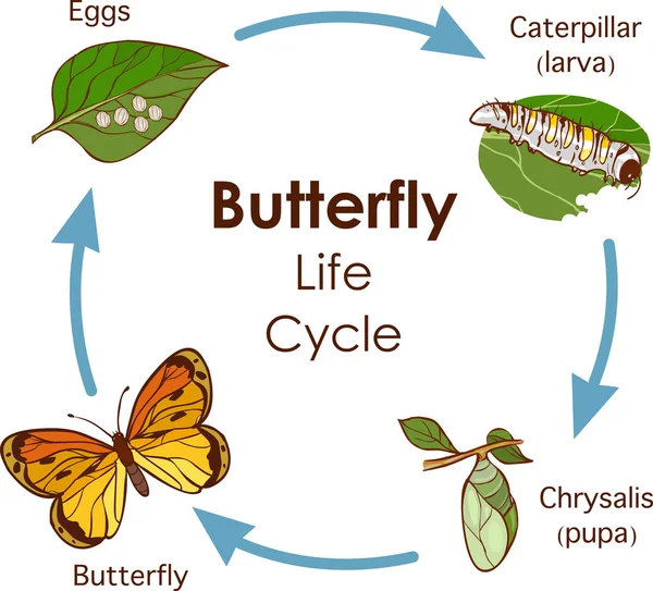 Vector illustration of Life Cycle of Butterfly diagram — Stock Vector