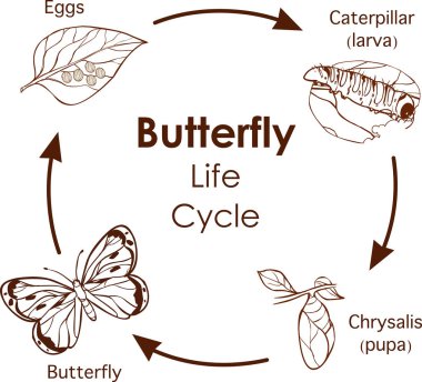 vector illustration of Life Cycle of Butterfly diagram clipart