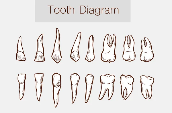 Ilustración vectorial de una anatomía dental — Archivo Imágenes Vectoriales