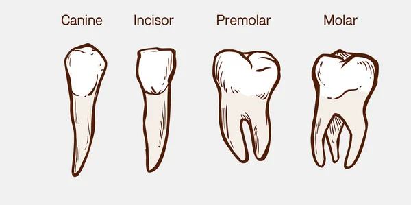 Tipos de ilustración de vectores de dientes humanos — Vector de stock