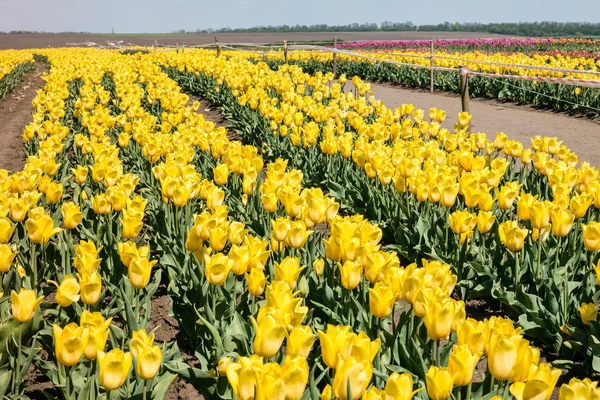 Tulip field. Field with yellow tulips. Group of yellow tulips in the park. Spring landscape.