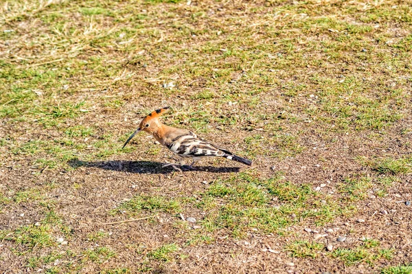 Eurasie Hoopoe Upupa Epops Sur Fond Vert Nature — Photo