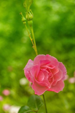 Pembe gül üzerine sığ derinlik-in tarla ile taze yaprak yeşil arka plan ve bokeh blure. Yumuşak odak.