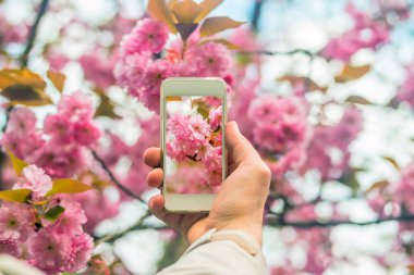 Kiraz çiçeği fotoğraf çekici smartphone tutan el.