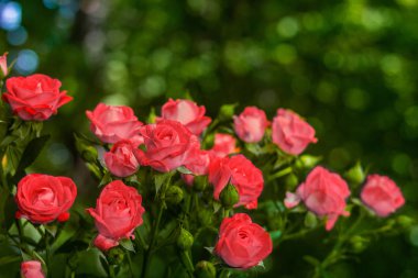 Taze yeşil yaprak arka planda pembe güller.