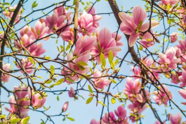 Mavi gökyüzüne karşı pembe manolya ağacı çiçeği
