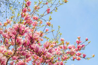Mavi gökyüzüne karşı pembe manolya ağacı çiçeği
