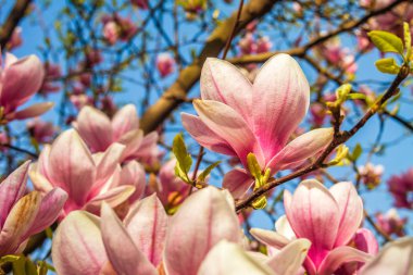 Mavi gökyüzüne karşı pembe manolya ağacı çiçeği