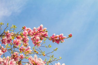 Mavi gökyüzüne karşı pembe manolya ağacı çiçeği