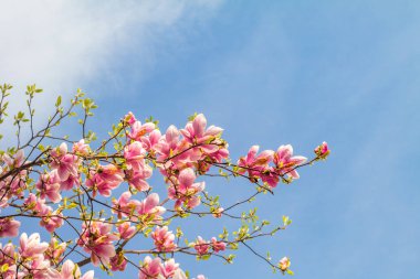 Mavi gökyüzüne karşı pembe manolya ağacı çiçeği