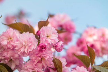 Sakura. İlkbaharda mavi gökyüzüne karşı kiraz çiçeği.