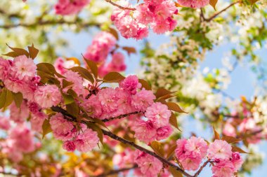 Sakura. İlkbaharda mavi gökyüzüne karşı kiraz çiçeği.