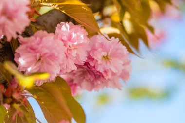 Sakura. İlkbaharda mavi gökyüzüne karşı kiraz çiçeği.