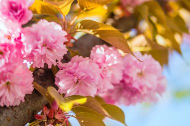 Sakura. İlkbaharda mavi gökyüzüne karşı kiraz çiçeği.